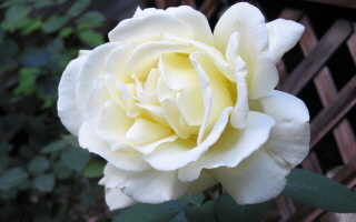[White rose, Jun 2009]