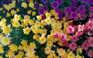 [Fall chrysanthemums, 13 Sep 2018]